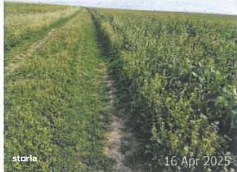 Teren de 4500 mp, în Perișoru
