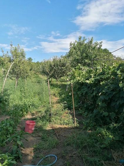 Casă cu 2 camere cu Teren 1600 Mp în Cetea
