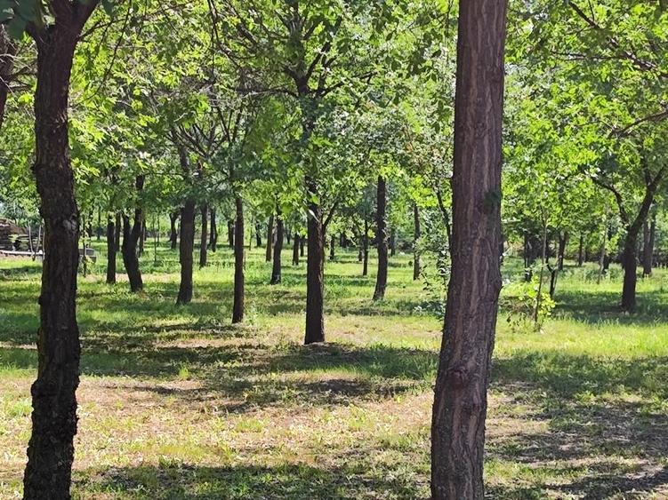 Teren Construcții intravilan de 500 mp, în Afumați