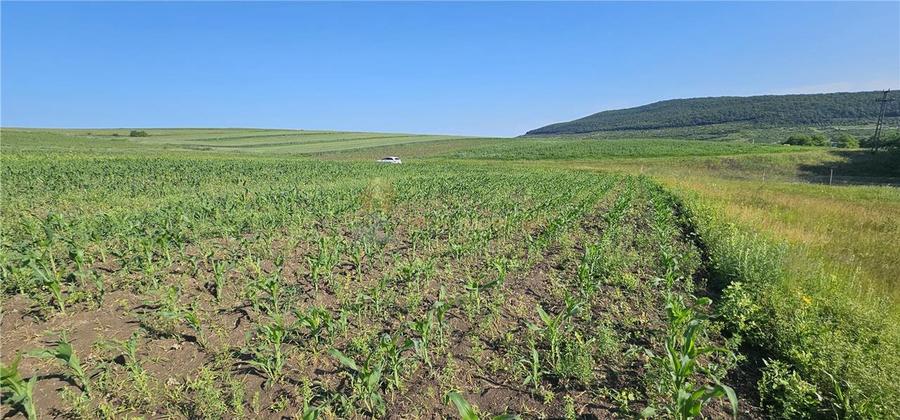 Teren intravilan de 5800 mp, în Suceagu
