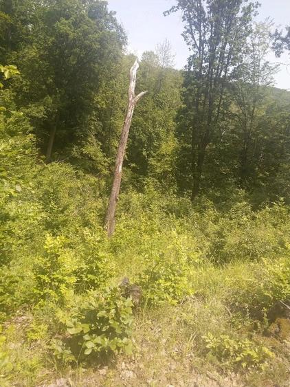 Teren de 20000 mp, în Posești