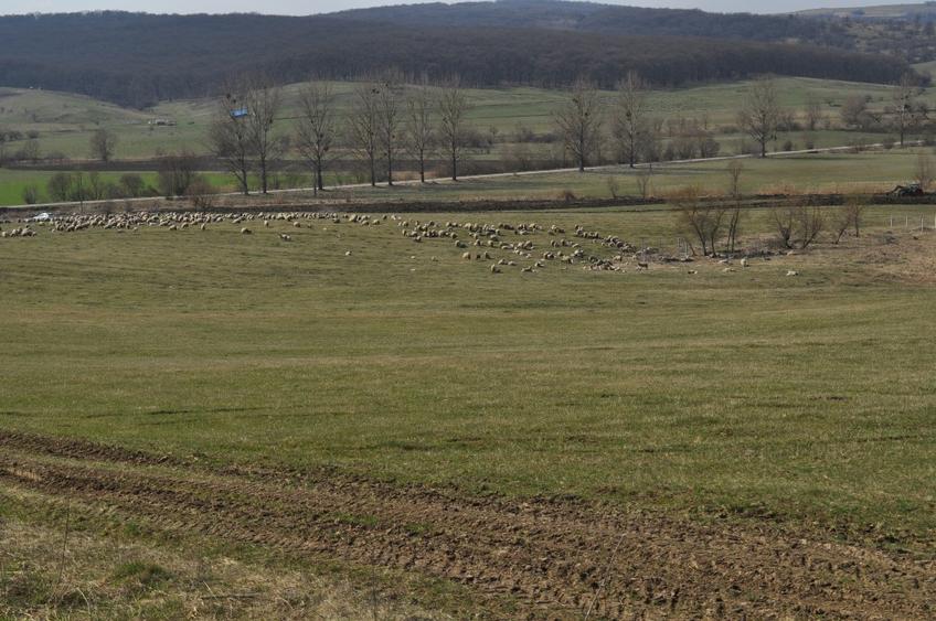 Teren agricol extravilan de 90000 mp, în Șoarș