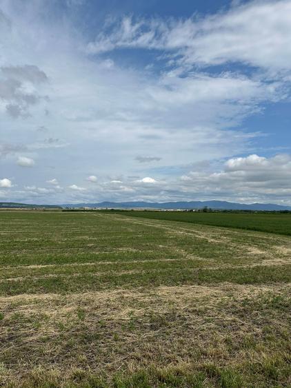 Teren agricol extravilan de 10000 mp, în Hălchiu