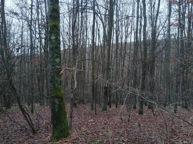 Teren de 250000000 mp, în Central