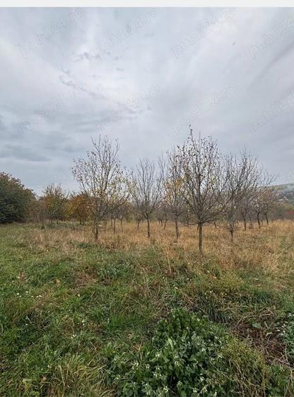 Teren de 4500 mp, în Comșești