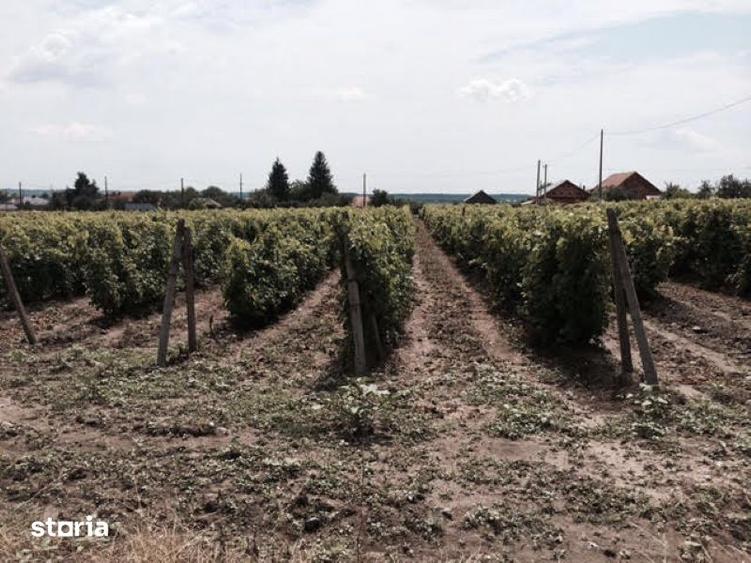 Teren de 53000 mp, în Călinești