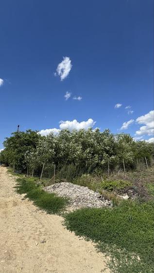 Teren de 17100 mp, în Halmeu