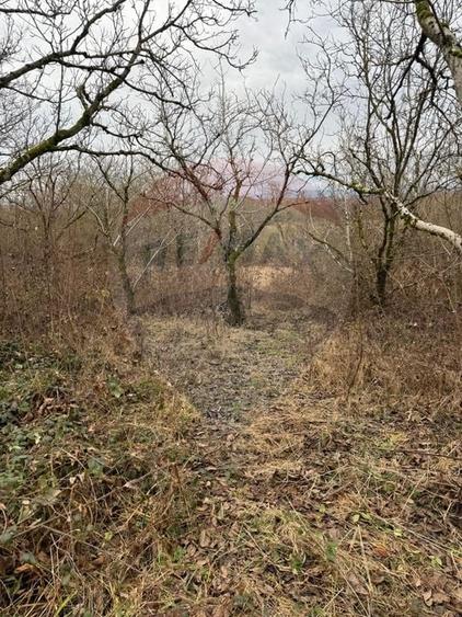 Teren agricol extravilan de 2900 mp, în Independenței