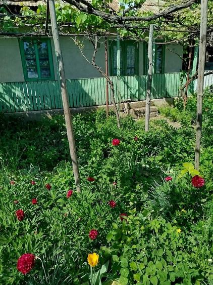 Teren de 987 mp, în Dărmănești