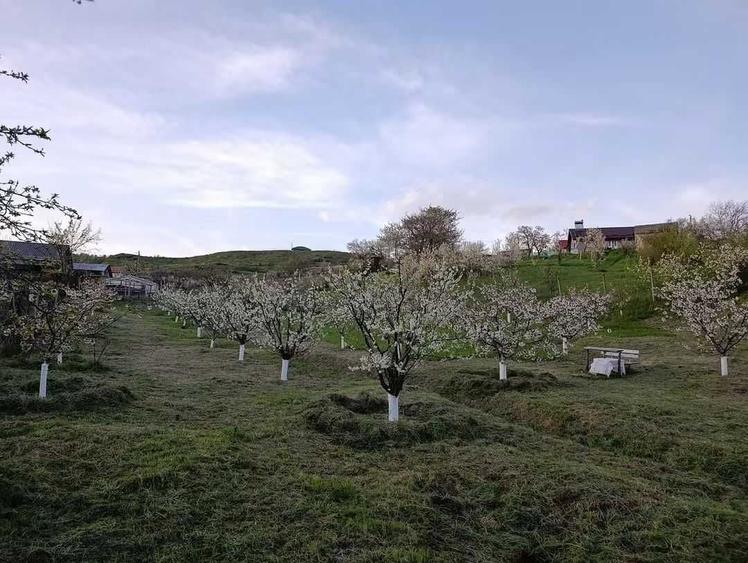 Casă cu 3 camere în Central