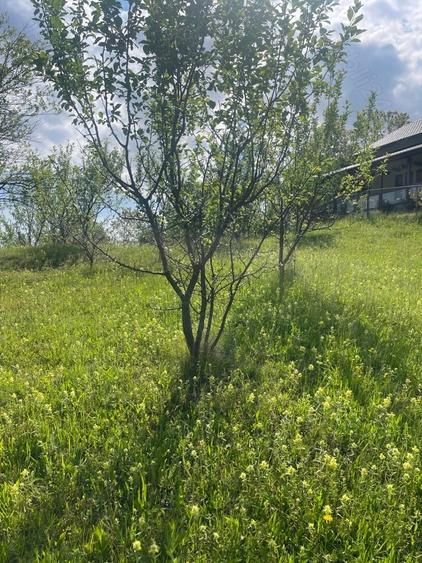 Teren de 5000 mp, în Schiulești