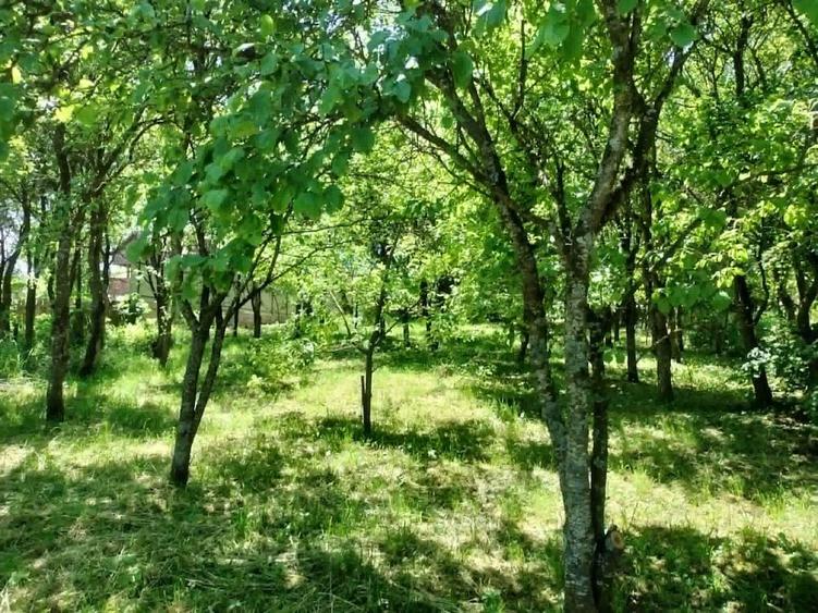 Casă cu 4 camere cu Teren 2418 Mp în Dumbrava