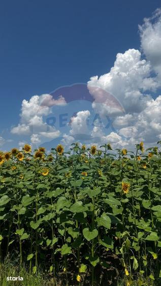 Teren de 6000 mp, în Costâna