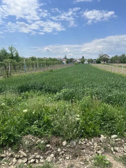 Teren de 1600 mp, în Dragomirești