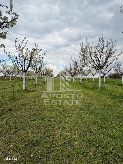 Teren de 3500 mp, în Moșnița Nouă