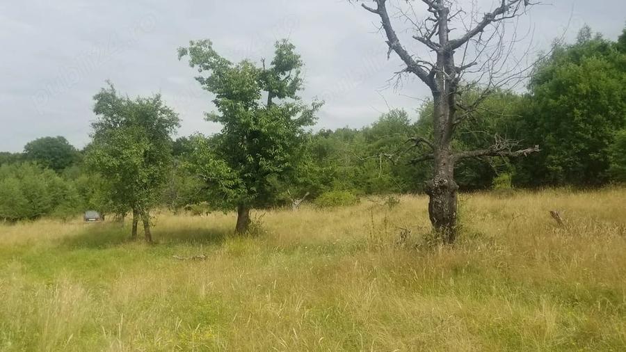 Teren de 14700 mp, în Șeica Mare
