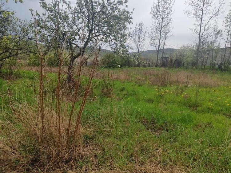 Teren Construcții intravilan de 3160 mp, în Poiana lui Alexa