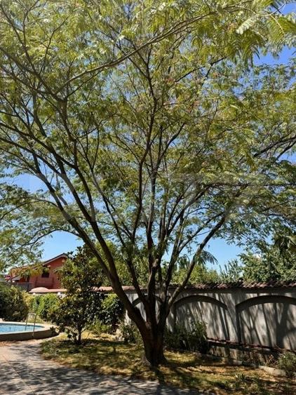 Casă individuală cu 11 camere cu Piscina în Bariera Vâlcii