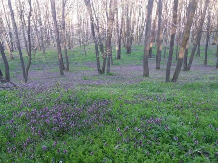 Teren în Pădurișu