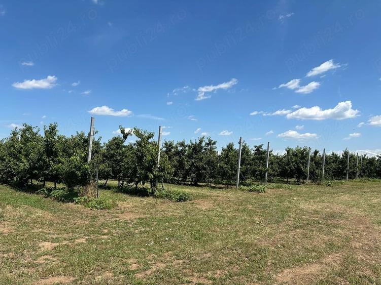 Teren de 97100 mp, în Bucșani