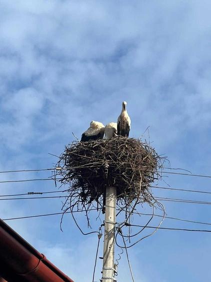 Casă cu 3 camere cu Teren 1746 Mp în Voila
