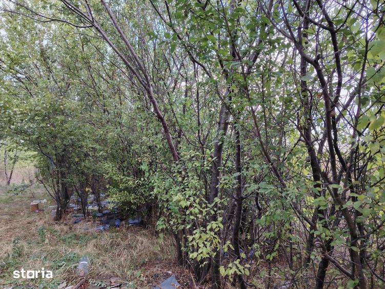 4 terenuri extravilane, 22.000 mp, in zona Verguleasa, langa Buzau - 2