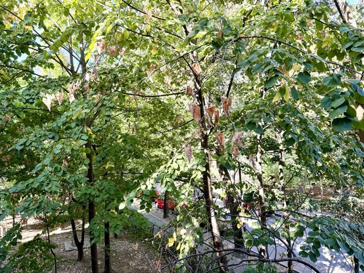 Apartament cu 4 camere decomandat în Kiseleff