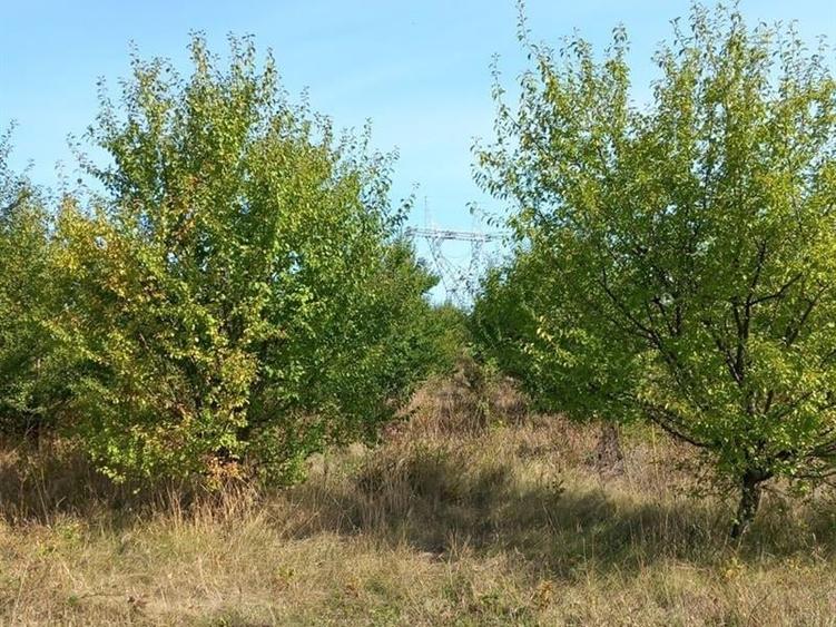 Teren Construcții extravilan de 4000 mp, în Rădășeni