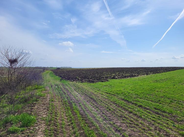 Teren agricol intravilan de 40000 mp, în Prundu