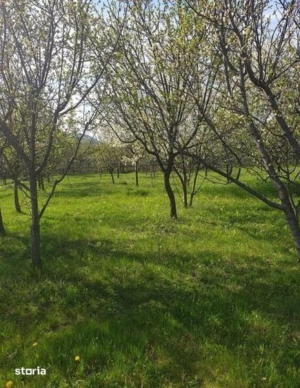 Teren de 750 mp, în Chiojdu