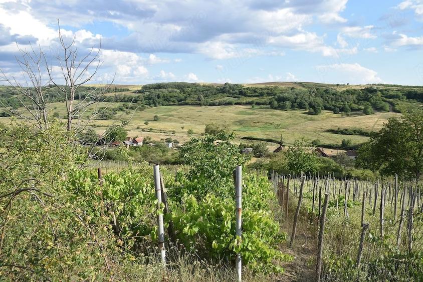 Teren de 1500 mp, în Uileacu de Munte