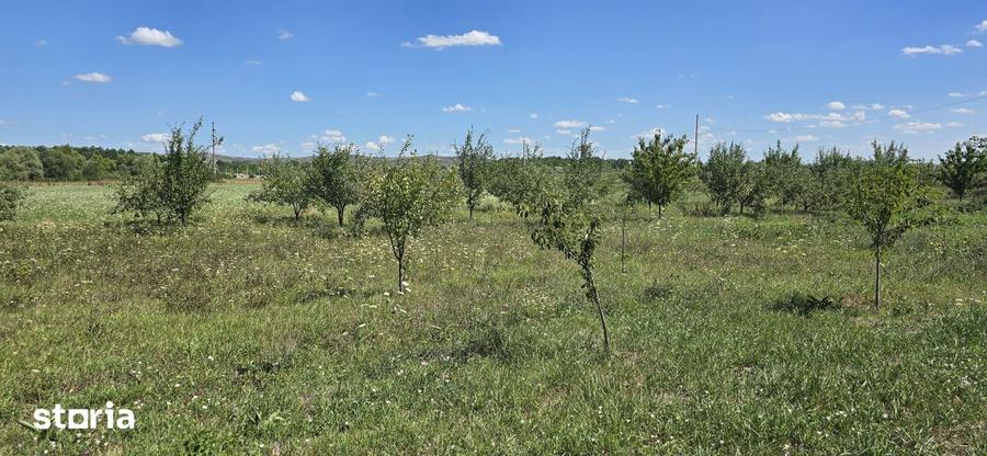 Teren in zona Rascruci ideal pentru hala, toate utilita?ile - 3