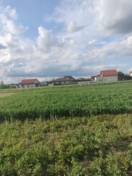 Teren de 600 mp, în Păulești