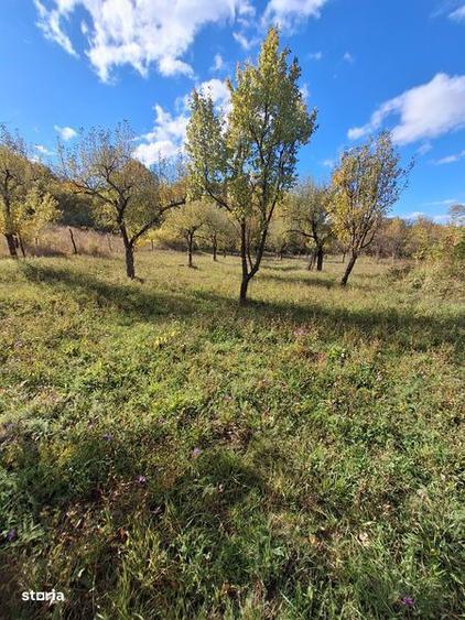 Teren de 6800 mp, în Berislăvești