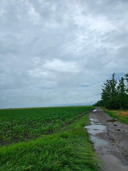 Teren agricol extravilan de 20000 mp, în Matca