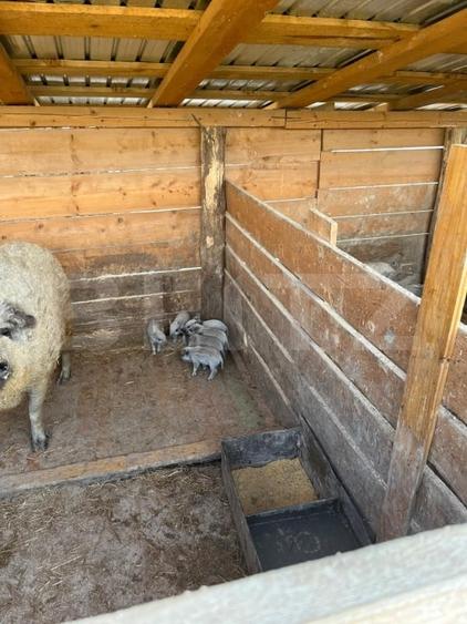 Ferma mica de animale – porci Mangalita & gaini de curte - 3