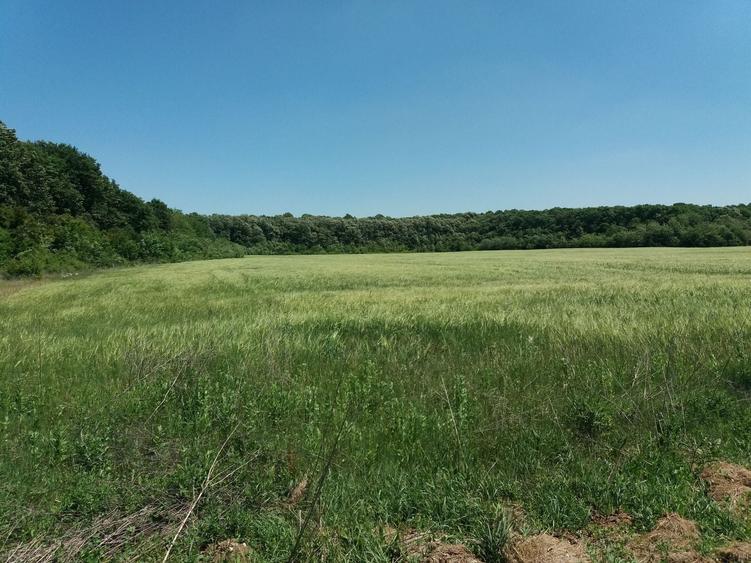Teren Construcții intravilan de 1250 mp, în Ciofliceni