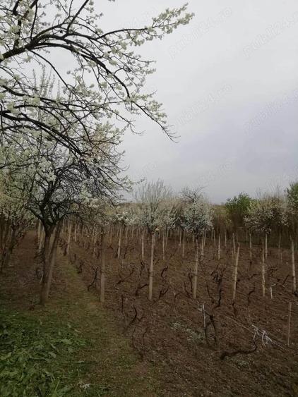 Casă cu 4 camere în Izvoru Dulce (Merei)
