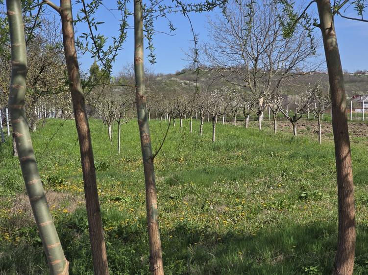 Teren Construcții intravilan de 1300 mp, în Curtișoara