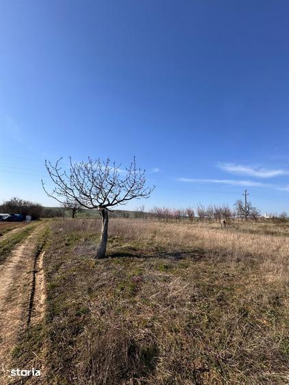 Teren de 6707 mp, în Cetariu