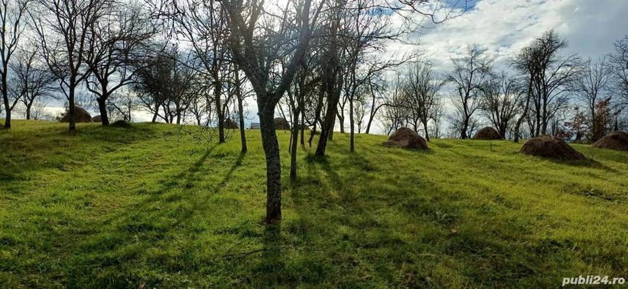Teren de 4000 mp, în Cuieș