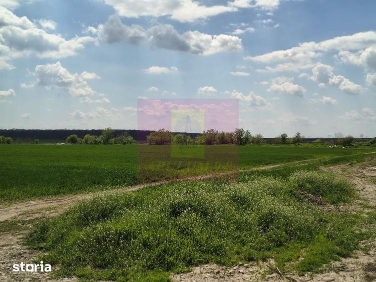 Teren de 12450 mp, în Cernica