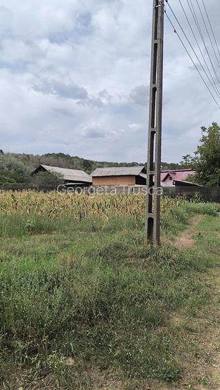 Vand cinci parcele de teren in comuna Vedea, jude?ul Arge?
