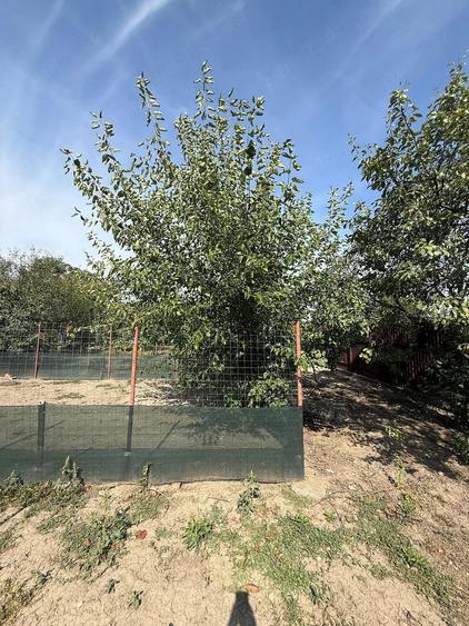 Casă cu 3 camere cu Teren 1797 Mp în Iecea Mică