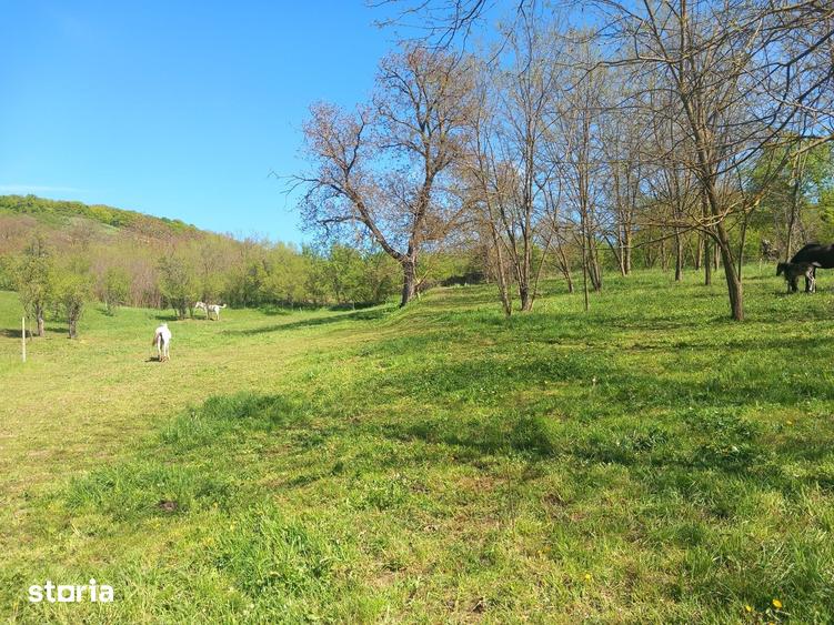 Teren spectaculos ,Porumbeni12.822 mp livada,case ?i panorama superba - 14