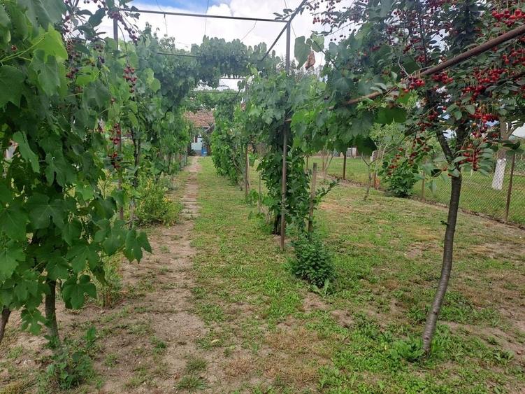 Casă cu 4 camere cu Teren 1277 Mp în Central