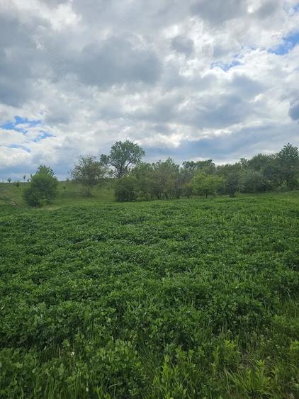 Teren de 50000 mp, în Sichevița