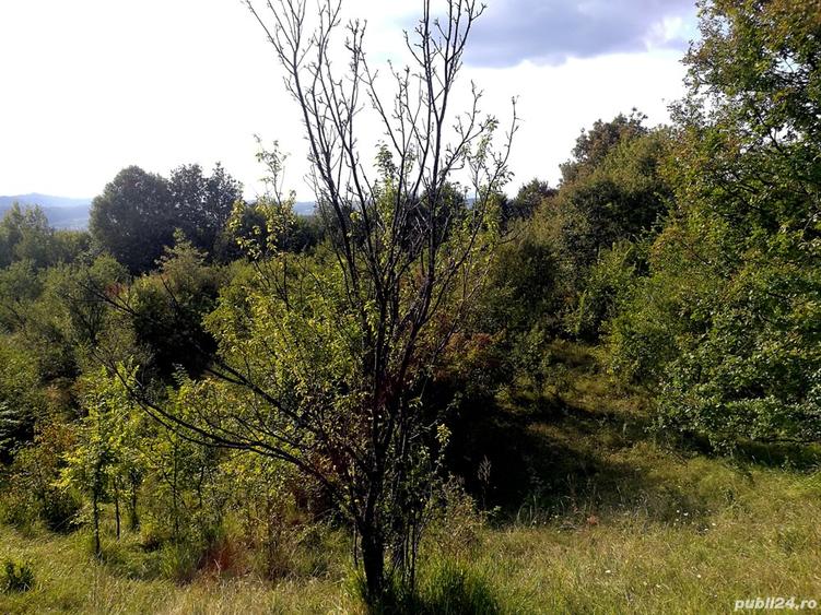 Teren în Central