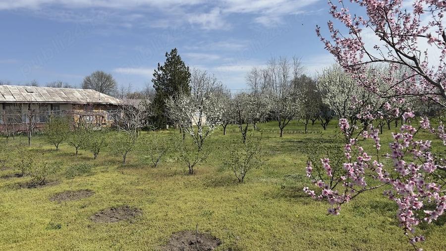 Casă cu 3 camere cu Teren 3000 Mp în Rasa