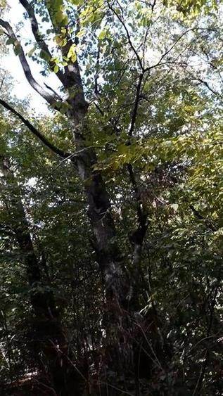 Teren agricol extravilan de 80000 mp, în Filipeștii de Pădure